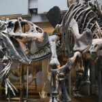 AI e Scienziati Virtuali: Le Nuove Frontiere della Paleontologia